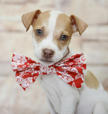 Entry image for Puppy Number 15-0309. Clicking this image will show a larger photo