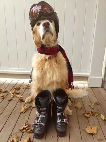 Entry image for Cody aka Mister Bad. Clicking this image will show a larger photo