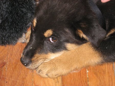 Entry image for Sage. Clicking this image will show a larger photo