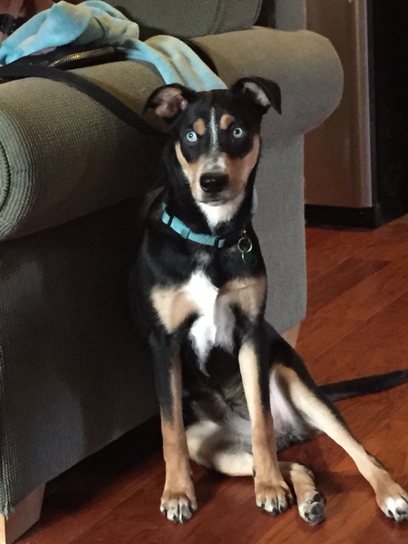 Entry image for Rilo. Clicking this image will show a larger photo