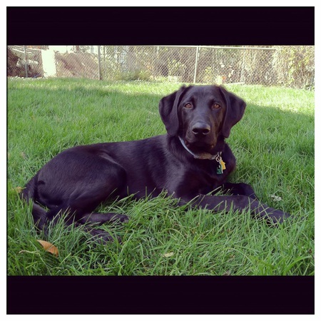 Entry image for Rufus. Clicking this image will show a larger photo