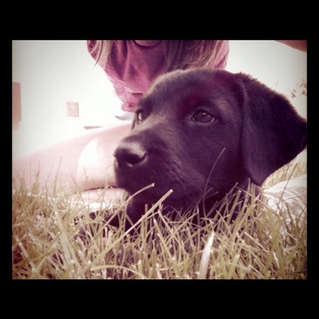 Entry image for Rufus. Clicking this image will show a larger photo