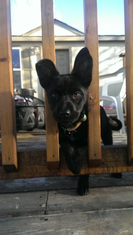 Entry image for Lola. Clicking this image will show a larger photo