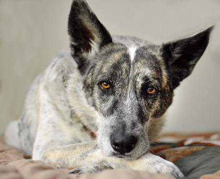 Entry image for Sammie. Clicking this image will show a larger photo
