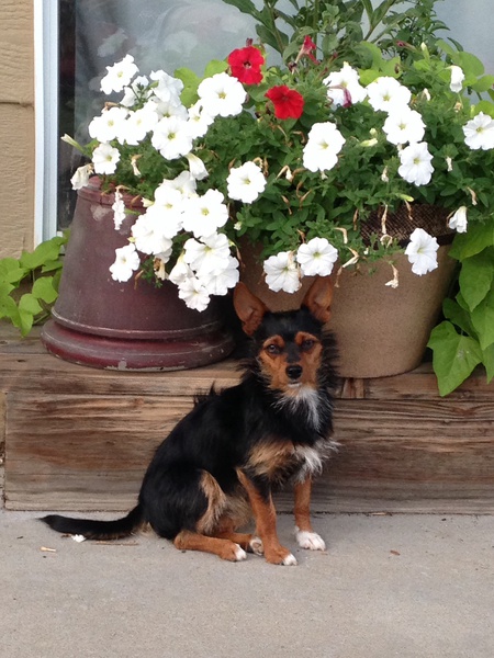 Entry image for Daphne. Clicking this image will show a larger photo
