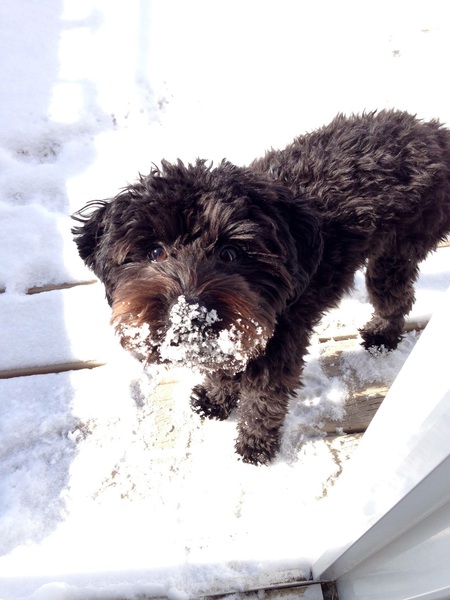 Entry image for Murphy . Clicking this image will show a larger photo