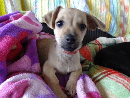 Entry image for Foster. Clicking this image will show a larger photo