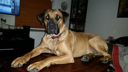 Entry image for Gladys. Clicking this image will show a larger photo