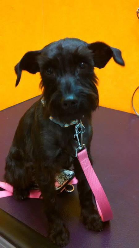 Entry image for Zoey. Clicking this image will show a larger photo