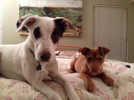 Entry image for Deuce and Dolce. Clicking this image will show a larger photo