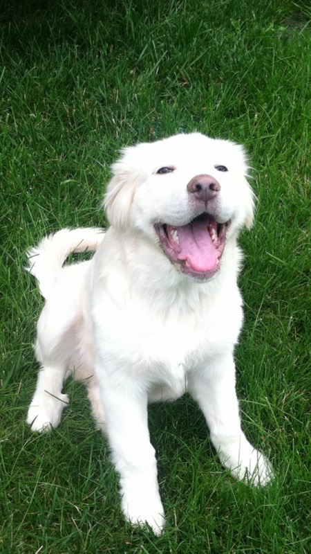 Entry image for Beauford. Clicking this image will show a larger photo