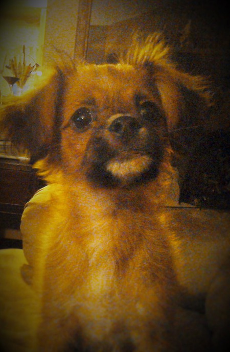 Entry image for Rocky. Clicking this image will show a larger photo