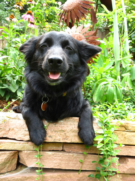 Entry image for Olive. Clicking this image will show a larger photo
