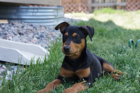 Entry image for Maggie. Clicking this image will show a larger photo