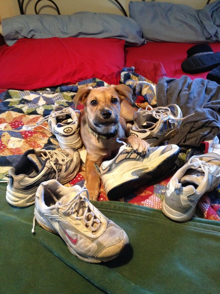 Entry image for Ruckus. Clicking this image will show a larger photo