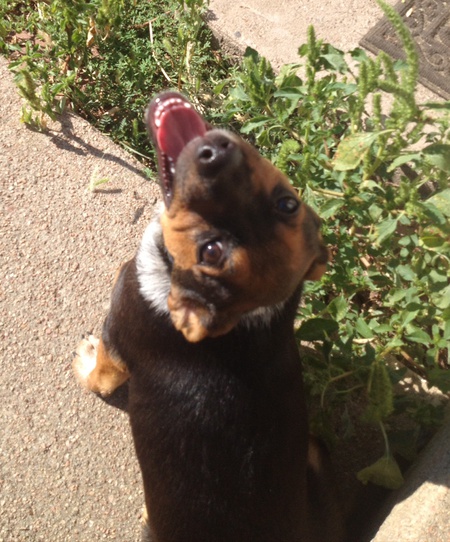 Entry image for Sancho. Clicking this image will show a larger photo