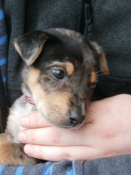 Entry image for Reggie. Clicking this image will show a larger photo