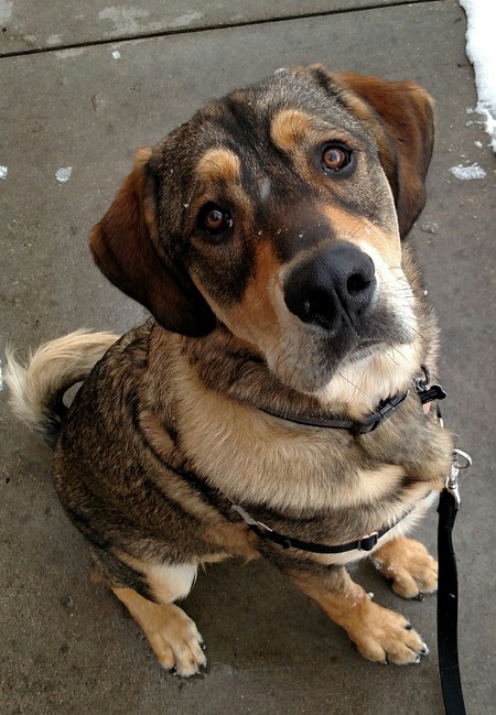 Entry image for Hank. Clicking this image will show a larger photo