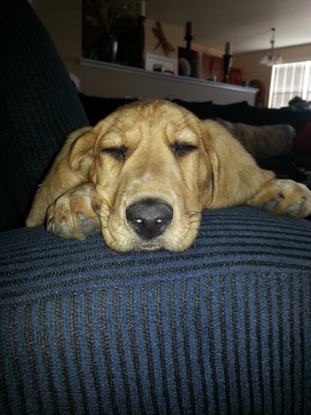 Entry image for Sasha. Clicking this image will show a larger photo