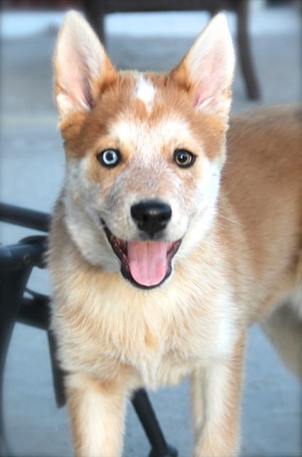 Entry image for Sampson. Clicking this image will show a larger photo