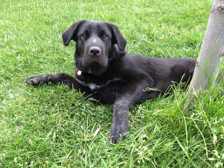 Entry image for Nala. Clicking this image will show a larger photo