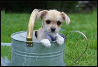 Entry image for Lucky. Clicking this image will show a larger photo