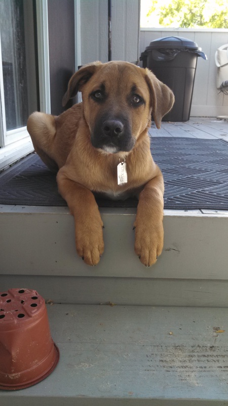 Entry image for Dexter. Clicking this image will show a larger photo