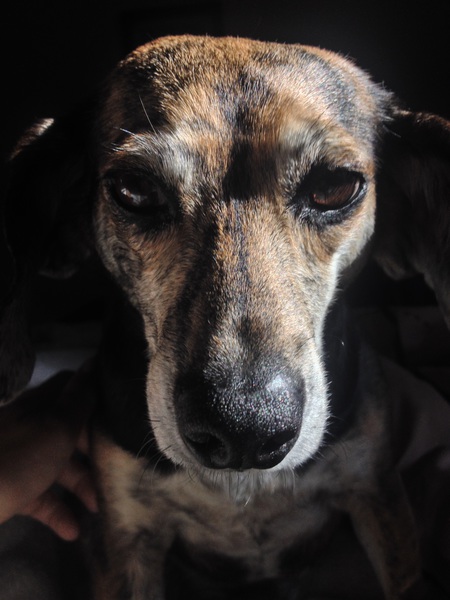 Entry image for Bellsie. Clicking this image will show a larger photo