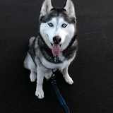 Entry image for Max