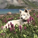Entry image for Tessa