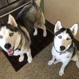 Entry image for Shadow and Willow