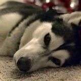 Entry image for Mika