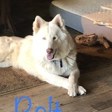 Entry image for Bolt 