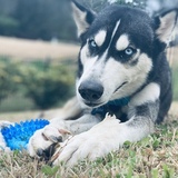 Entry image for Koda
