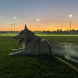 Entry image for Dozer aka Max