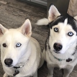 Entry image for Juneau and Lucia 