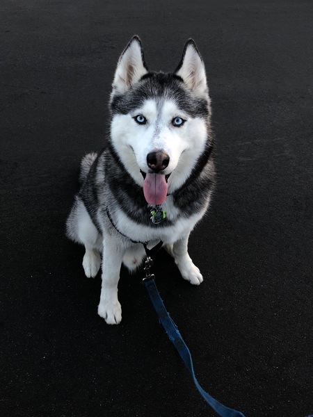 Entry image for Max. Clicking this image will show a larger photo