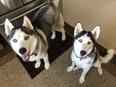 Entry image for Shadow and Willow. Clicking this image will show a larger photo