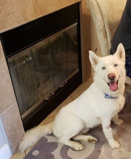 Entry image for Koda Bear. Clicking this image will show a larger photo