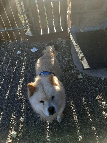 Entry image for Sir romeo. Clicking this image will show a larger photo