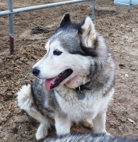 Entry image for Marshall (aka Ranch Dog). Clicking this image will show a larger photo