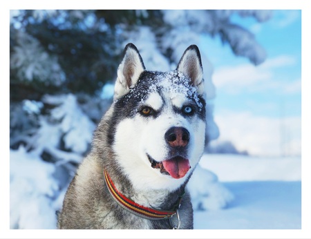 Entry image for Miklo. Clicking this image will show a larger photo