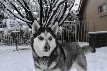 Entry image for Alaska. Clicking this image will show a larger photo