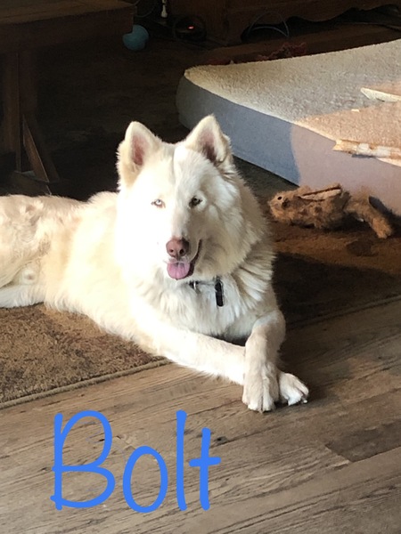 Entry image for Bolt . Clicking this image will show a larger photo