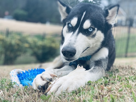 Entry image for Koda. Clicking this image will show a larger photo