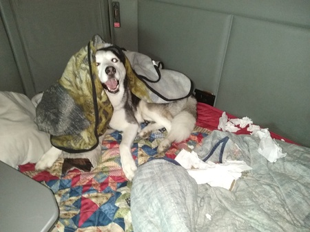 Entry image for Gentleman Silver Paws. Clicking this image will show a larger photo