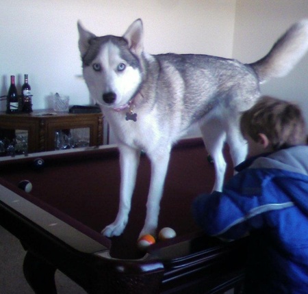 Entry image for Shasta. Clicking this image will show a larger photo