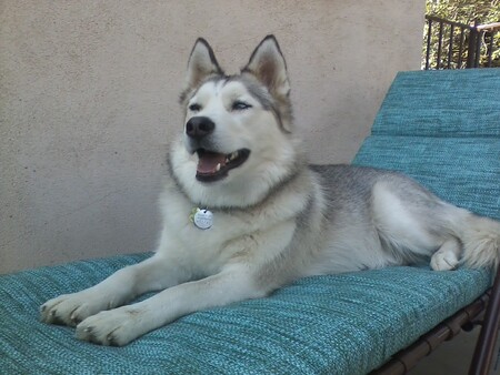 Entry image for Jaxie. Clicking this image will show a larger photo
