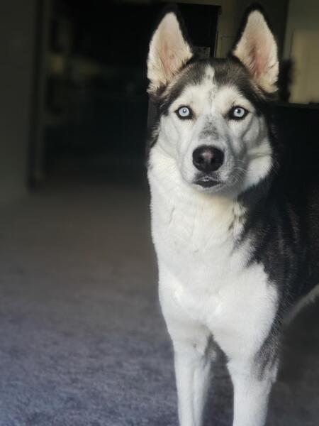 Entry image for Alika. Clicking this image will show a larger photo
