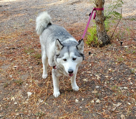 Entry image for Sassy. Clicking this image will show a larger photo